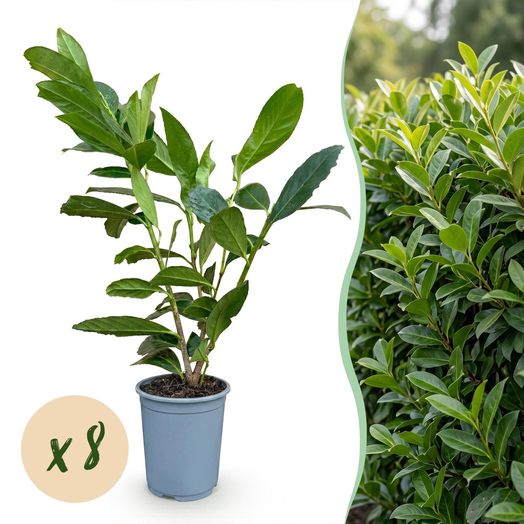 8x Prunus laur. Caucasica - Lorbeer-Kirsche - Heckenpflanzen - Immergrün - Grün - Topf 9cm - Höhe 25-35cm