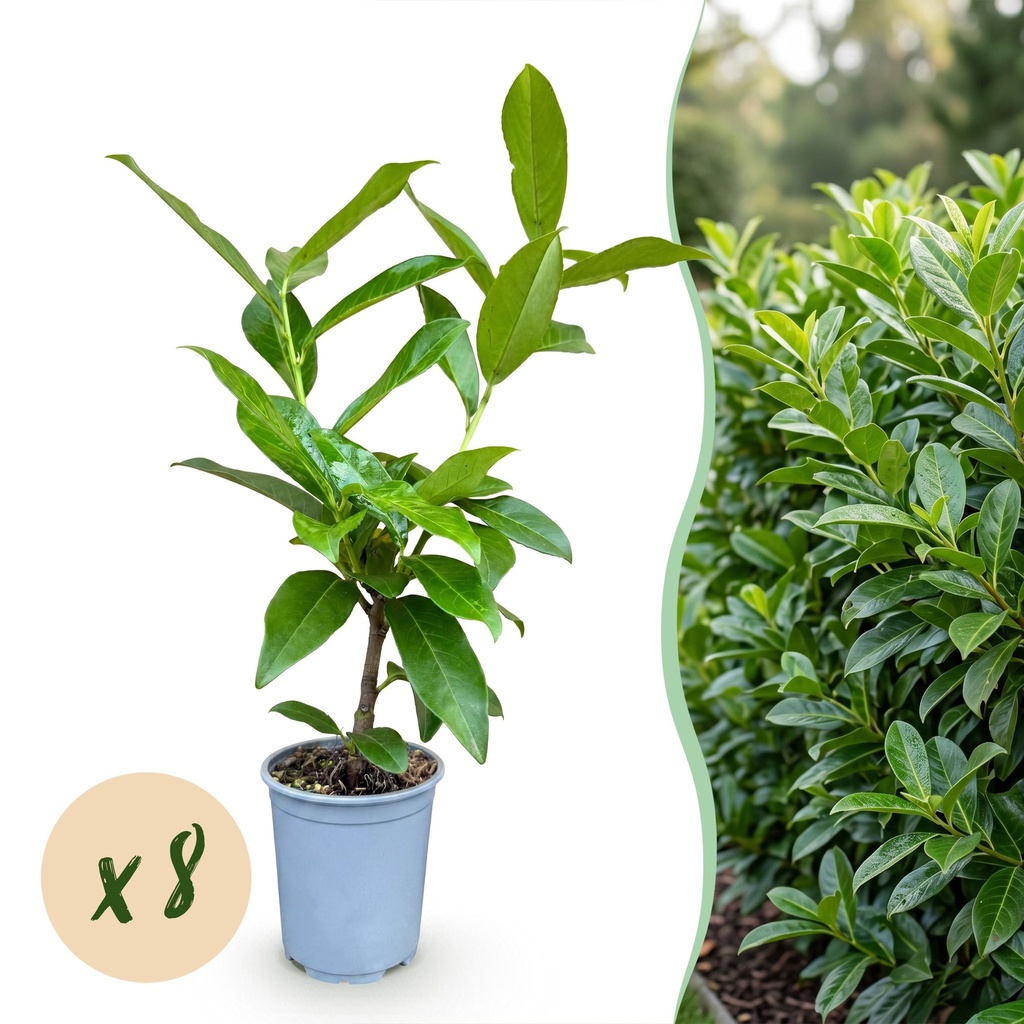 8x Prunus laur. Novita - Lorbeer-Kirsche - Heckenpflanzen - Immergrün - Grün - Topf 9cm - Höhe 25-35cm