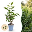 Portugiesische Lorbeerkirsche 8er-Set (Prunus lusitanica) – winterhartes Immergrün-Gehölz, Höhe ca. 9 cm