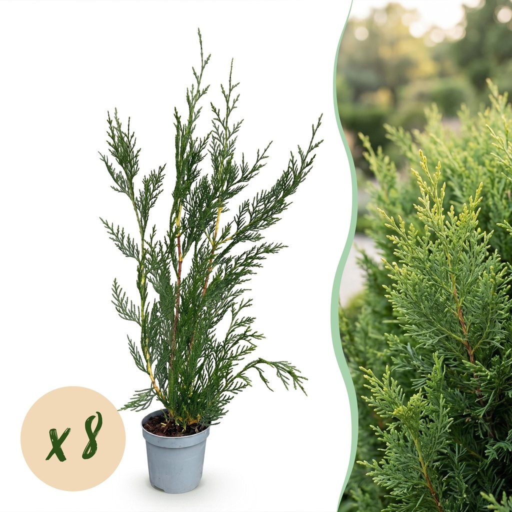 8x Cupressocyparis leylandii 2011 – Leylandii – Heckenpflanzen – Immergrün – Grün – Topf 9cm – Höhe 30-40cm