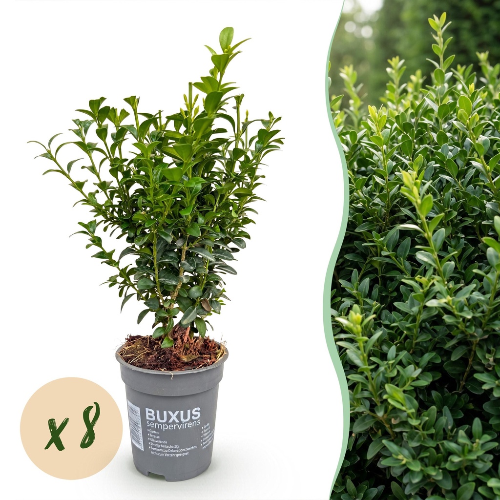 8x Buxus sempervirens – Palmenbäumchen – Heckenpflanzen – Immergrün – Grün – Topf 9cm – Höhe 20-25cm