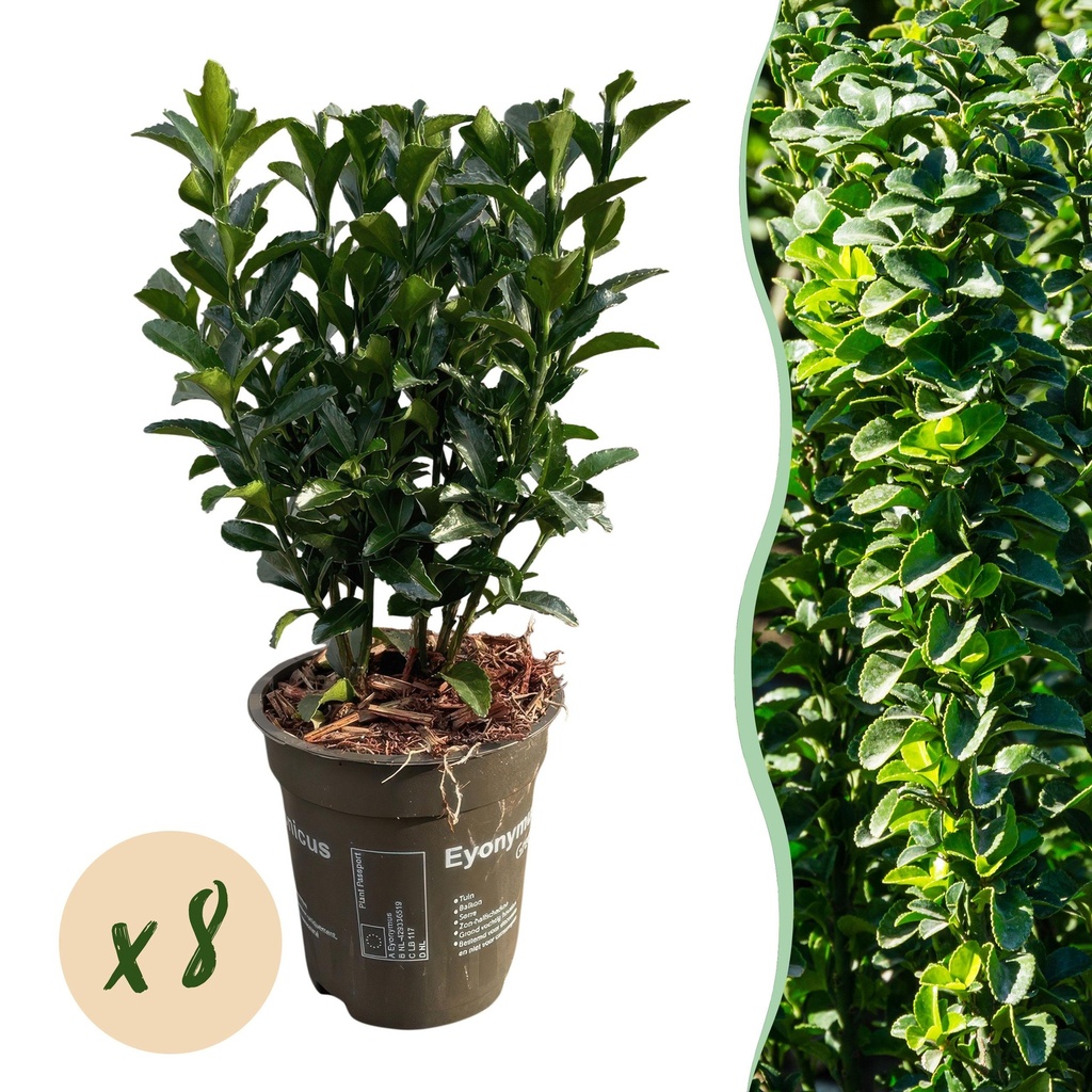 8x Euonymus japonica Green Spire – Pfaffenhütchen – Heckenpflanzen – Immergrün – Grün – Topf 9cm – Höhe 20-25cm