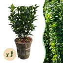 Japanischer Spindelstrauch 8er-Set (Euonymus japonicus) – winterharter Strauch, Höhe ca. 9 cm