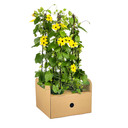 Schwarzäugige Susanne 4er-Set (Thunbergia alata) – einjährige Kletterpflanze, Topf-Ø 13 cm, Höhe ca. 60 cm