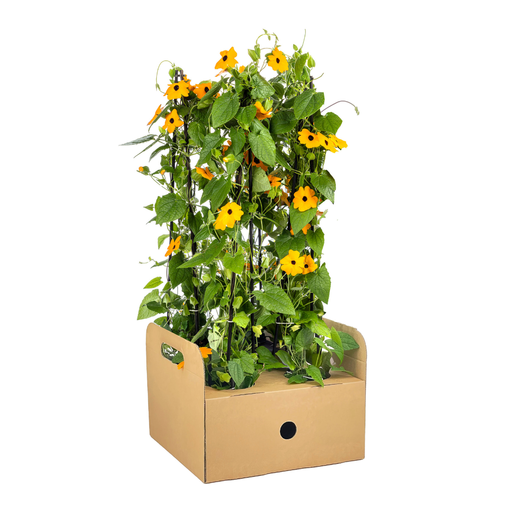 4x Thunbergia alata Sunny Susy New Orange Ø13 cm - ↕60 cm