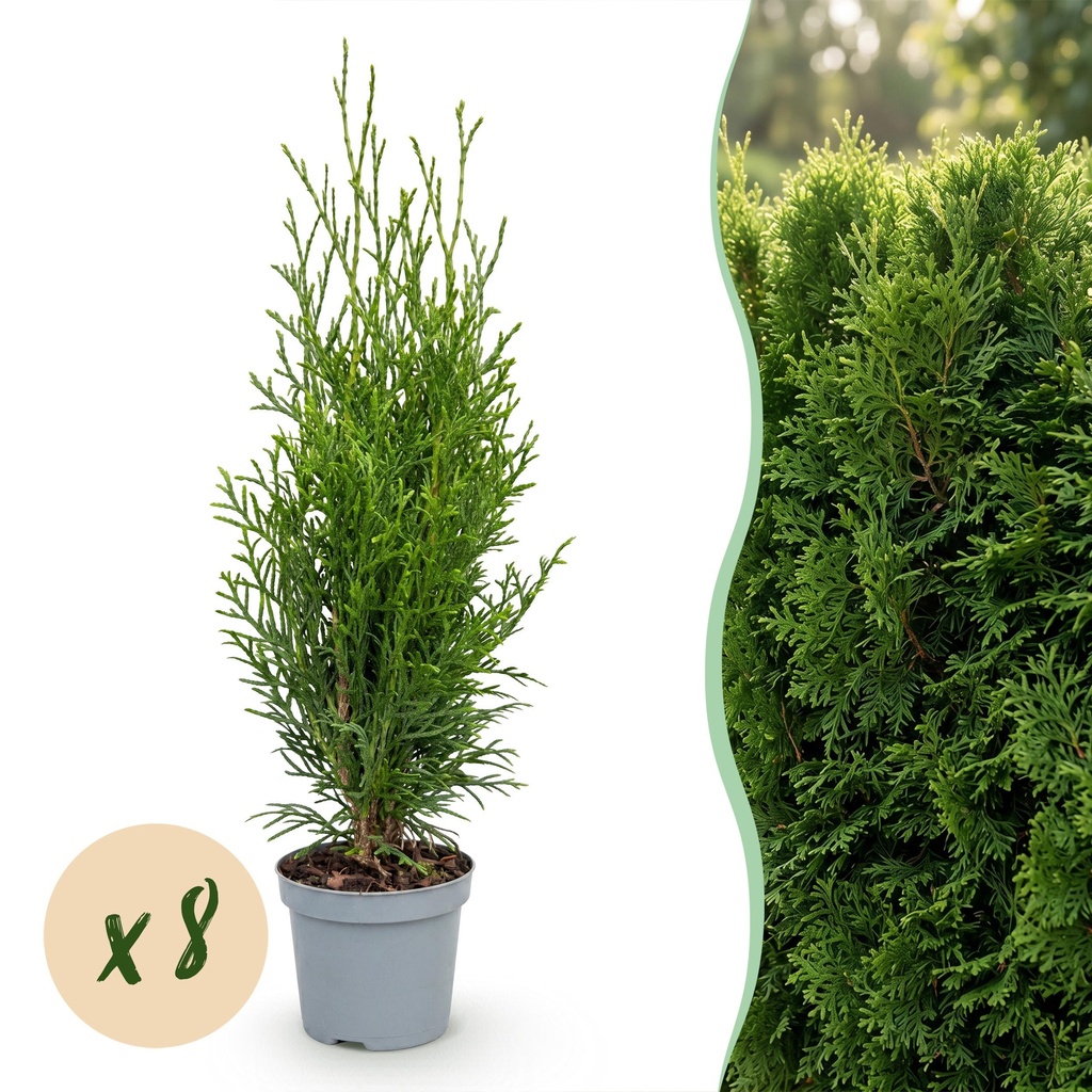 8x Thuja occidentalis Smaragd - Lebensbaum - Heckenpflanzen - Immergrün - Grün - Topf 9 cm - Höhe 20-30 cm