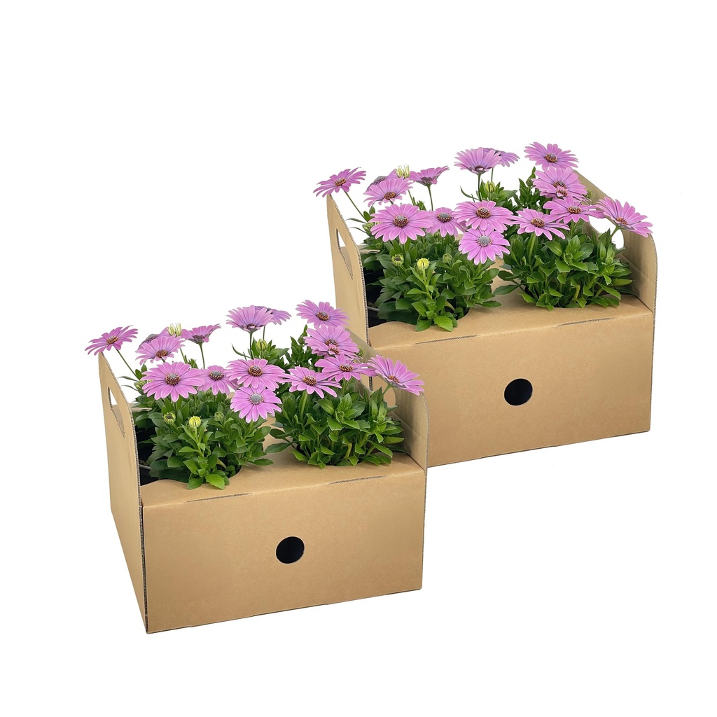 8x Osteospermum ecklonis Rosa Ø12 cm - ↕20 cm