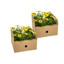 8x Osteospermum ecklonis Gelb Ø12 cm - ↕20 cm