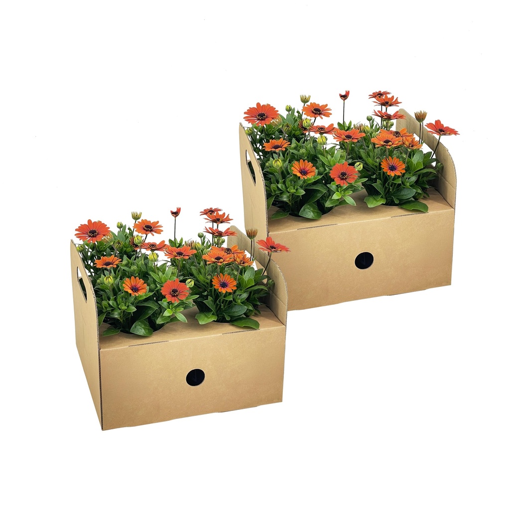 8x Osteospermum ecklonis Orange Ø12 cm - ↕20 cm