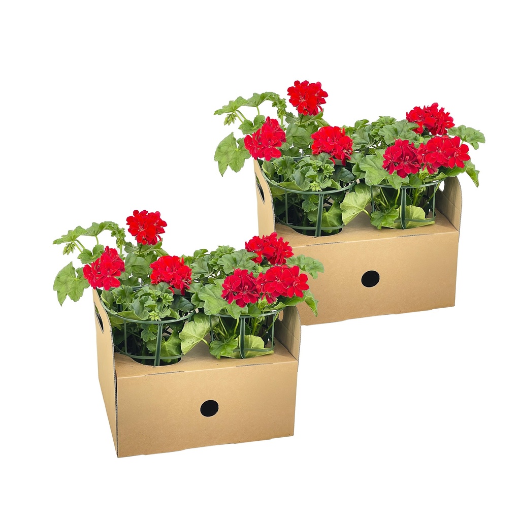 Hängegeranie 8er-Set (Pelargonium peltatum) – frostempfindliche Ampelpflanze, Topf-Ø 12 cm, Höhe ca. 20 cm