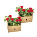 8x Pelargonium peltatum Rot Ø12 cm - ↕20 cm