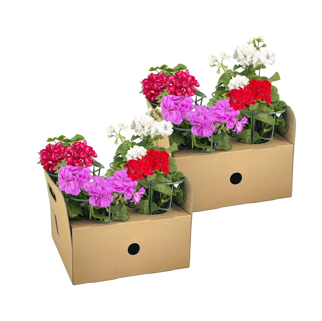 Efeupelargonie 8er-Set (Pelargonium peltatum) – winterharte Ampelpflanze, Topf-Ø 12 cm, Höhe ca. 20 cm