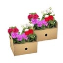 Efeupelargonie 8er-Set (Pelargonium peltatum) – winterharte Ampelpflanze, Topf-Ø 12 cm, Höhe ca. 20 cm