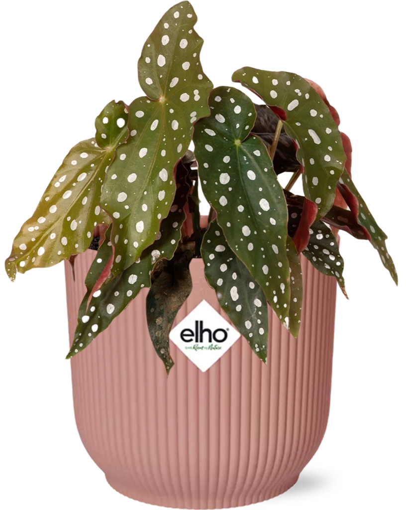 Forellenbegonie rosa (Begonia maculata) – pflegeleichte Zimmerpflanze, im rosa Übertopf „Vibes Fold“