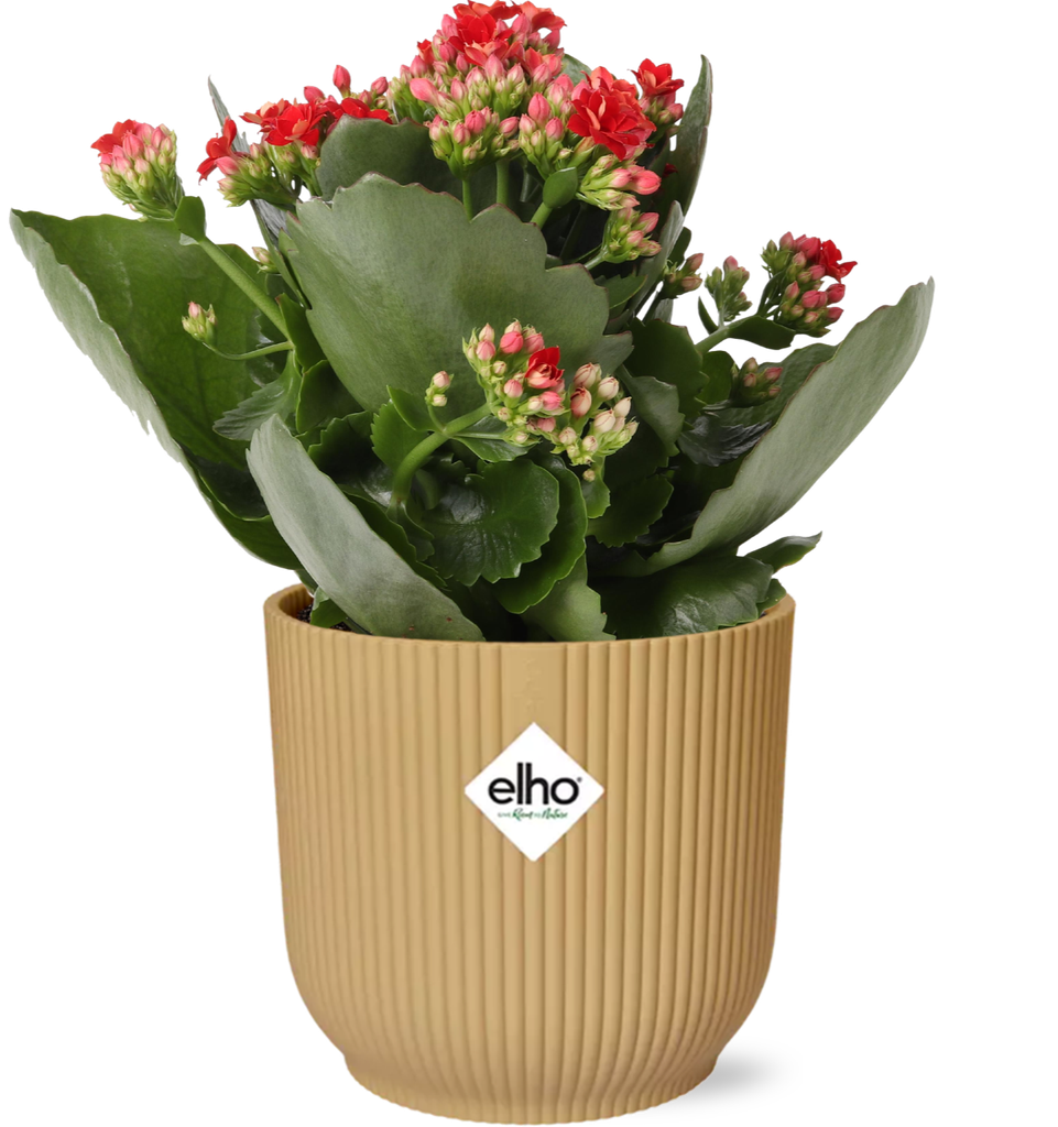 Kalanchoe Rosalina Don Justino Rot + ELHO Vibes Fold 14cm Gelb
