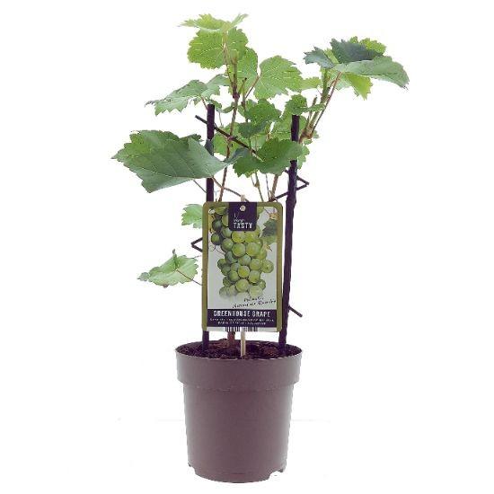 Muskat-Traube (Vitis vinifera) – winterharte Beerenobst-Pflanze, Topf-Ø 15 cm, Höhe ca. 40 cm