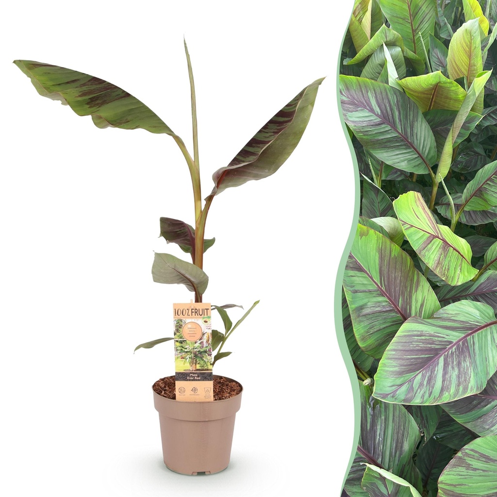 Fruchtpflanze - Musa Ever Red - Bananenbaum - Winterhart - Grün-Rot - 1 Pflanze - Topf 21cm - Höhe 70-90cm