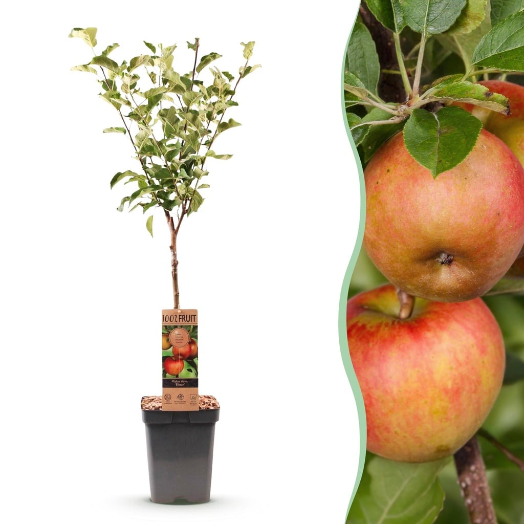 Obstbaum - Malus domestica Elstar - Apfelbaum - Winterhart - Rot-Grüner Apfel - 1 Pflanze - Topf 21cm - Höhe 90cm