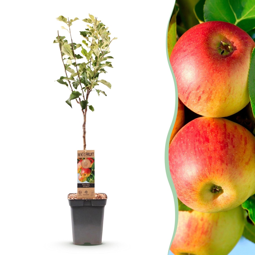 Obstbaum - Malus domestica Jonagold - Apfelbaum - Winterhart - Gelb-Grüner Apfel - 1 Pflanze - Topf 21cm - Höhe 90cm