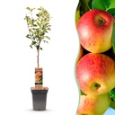 Apfelbaum 'Jonagold' (Malus domestica) – winterharter Obstbaum, Topf-Ø 21 cm, Höhe ca. 90 cm