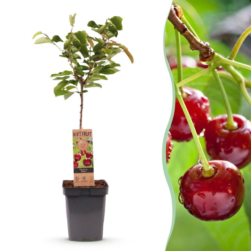 Obstbaum - Prunus avium Regina - Kirschbaum - Winterhart - Dunkelrote Beere - 1 Pflanze - Topf 21cm - Höhe 90cm