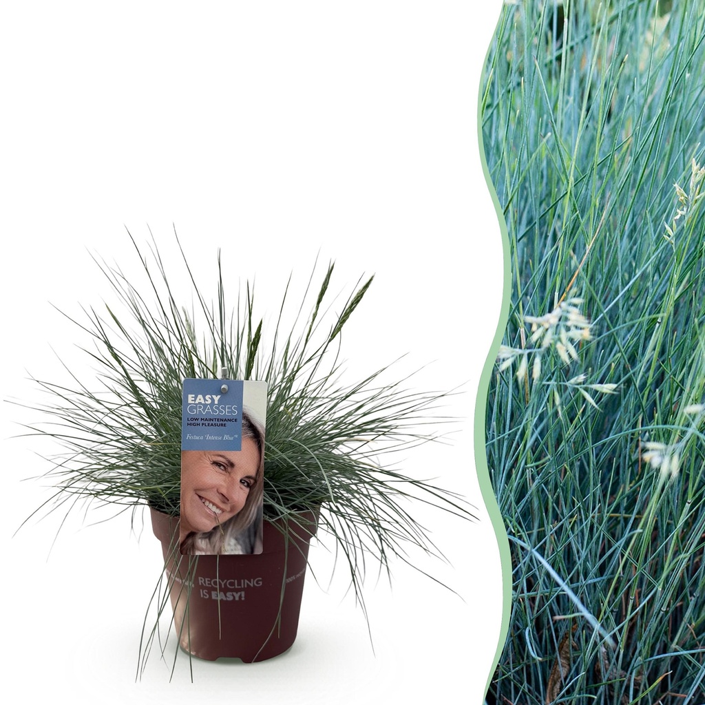 Ziergräser - Festuca glauca Intense Blue - Blau - 1 Pflanze - Immergrün - Winterhart - Topf 17cm Höhe 50cm