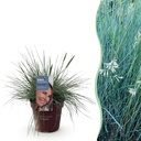 Blauschwingel (Festuca glauca) – winterhartes Ziergras, Höhe ca. 17 cm