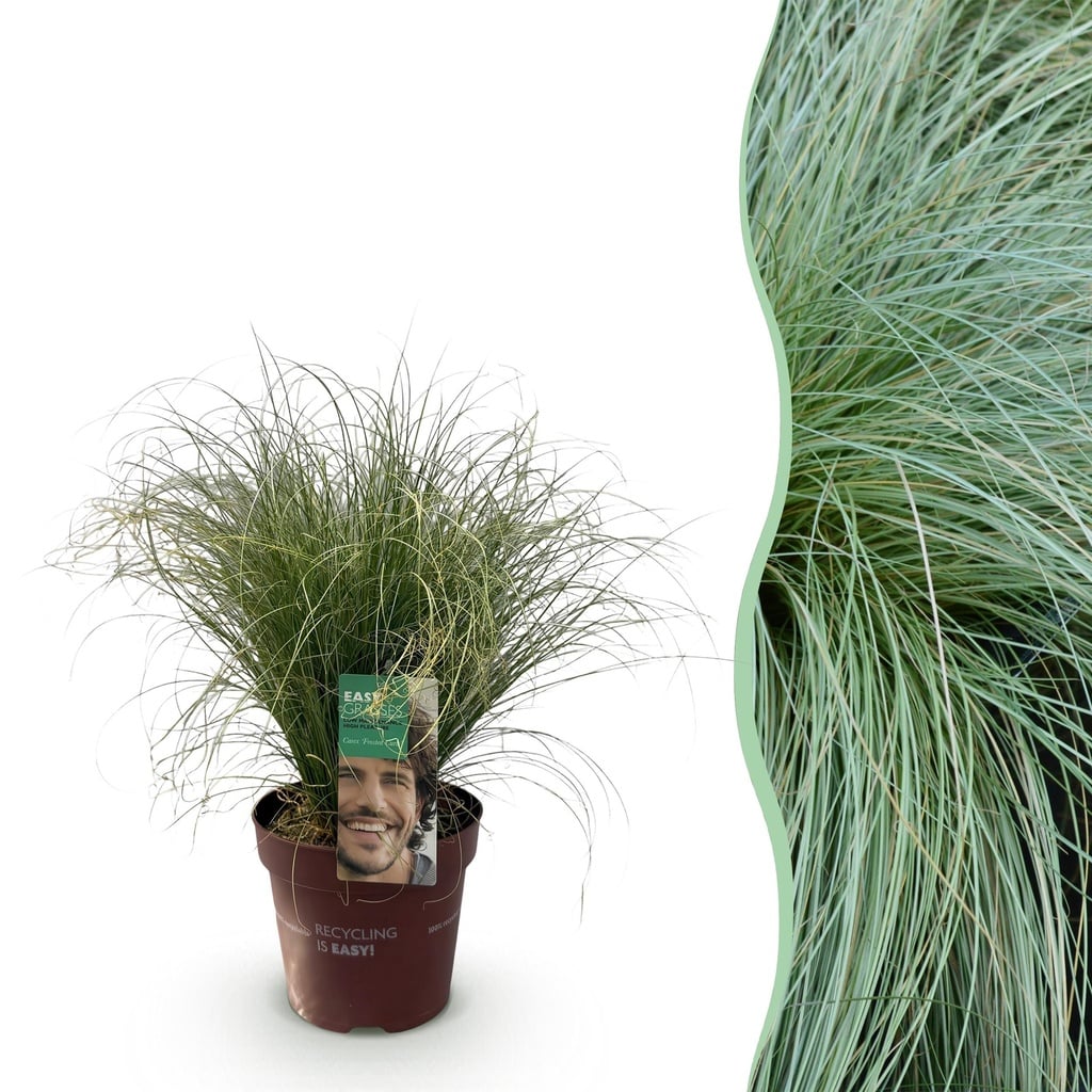 Ziergräser - Carex comans Frosted Curls - Grün - 1 Pflanze - Immergrün - Winterhart - Topf 17cm Höhe 50cm