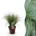Ziergräser - Carex comans Frosted Curls - Grün - 1 Pflanze - Immergrün - Winterhart - Topf 17cm Höhe 50cm