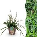 Japan-Segge (Carex morrowii) – winterhartes Ziergras, Höhe ca. 17 cm