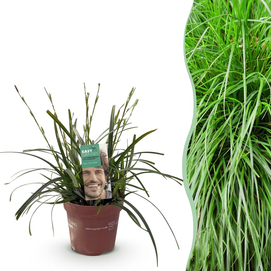 Ziergräser - Carex oshimensis Intense Green - Grün - 1 Pflanze - Immergrün - Winterhart - Topf 17cm Höhe 50cm