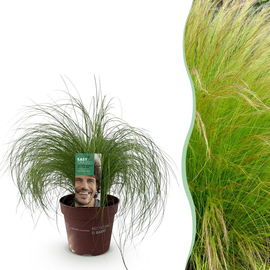 Ziergräser - Stipa tenuifolia Pony Tails - Grün - 1 Pflanze - Immergrün - Winterhart - Topf 17cm Höhe 50cm