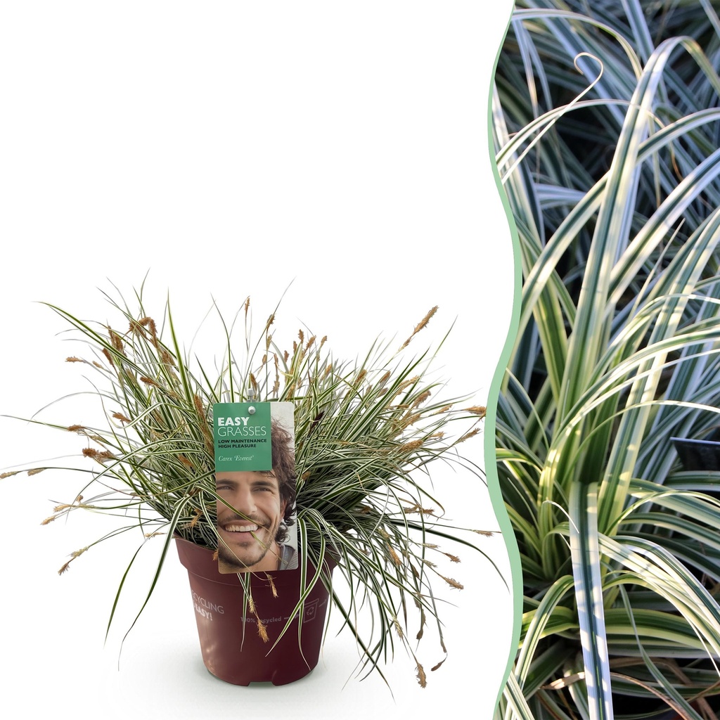 Ziergräser - Carex oshimensis Everest - Weiß und Grün - 1 Pflanze - Immergrün - Winterhart - Topf 17cm Höhe 50cm