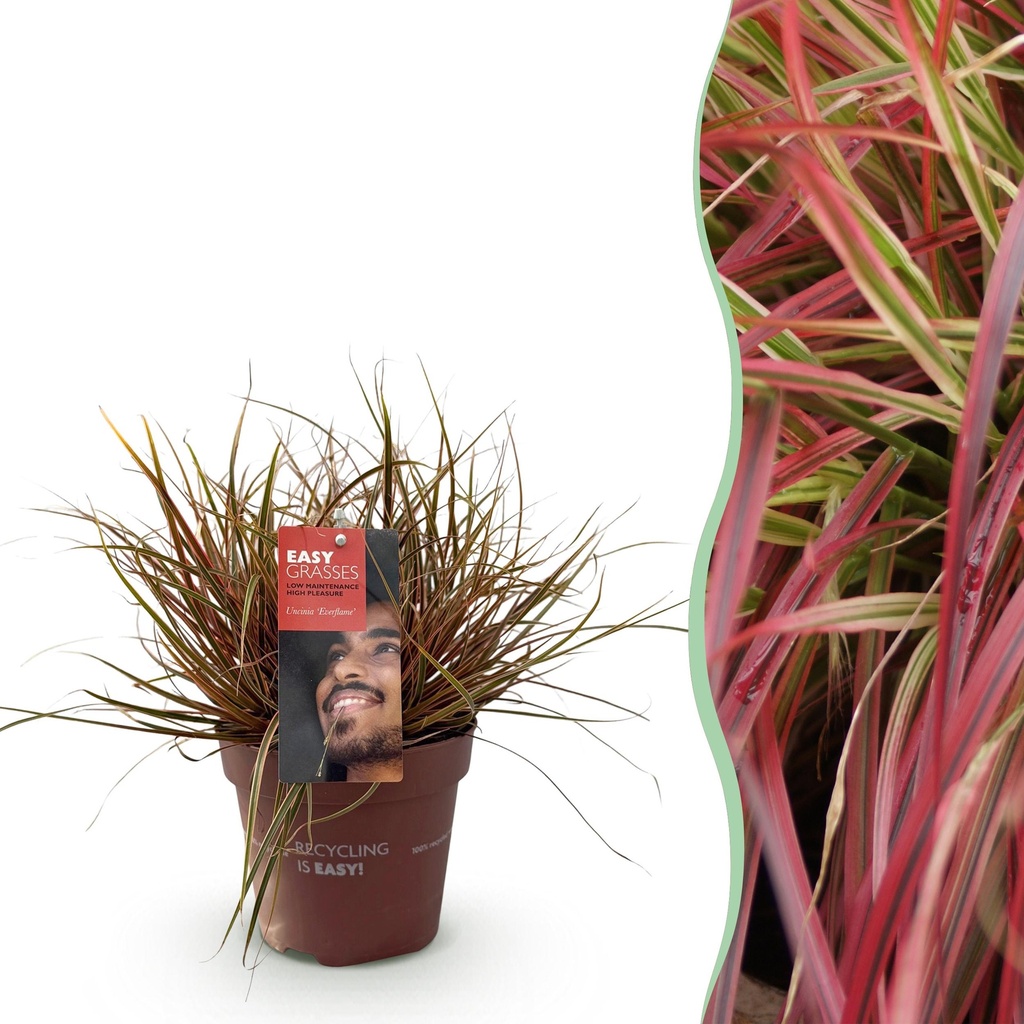 Ziergräser - Uncinia rubra Everflame - Rot - 1 Pflanze - Immergrün - Winterhart - Topf 17cm Höhe 50cm
