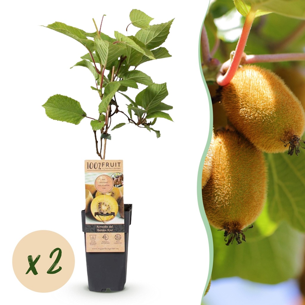 Obst Pflanze - Actinidia deliciosa Golden Kiwi - Kiwi Pflanze - Weiblich - Gelbe Frucht - 2 Pflanzen - Topf 15cm - Höhe 50cm