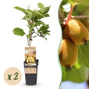 Kiwi (Actinidia deliciosa) – winterharte Kletterpflanze, Höhe ca. 15 cm