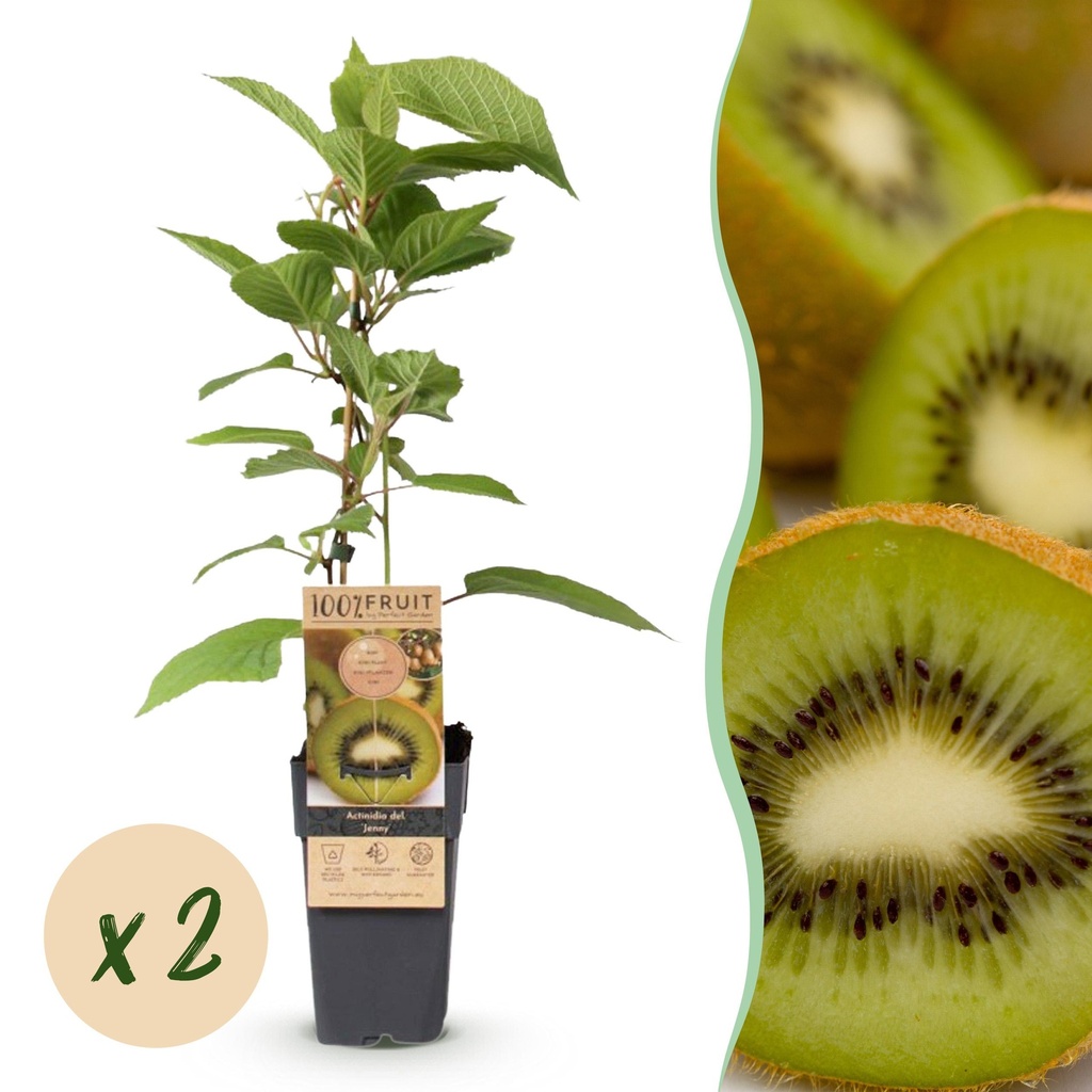 Obstpflanze - Actinidia deliciosa Jenny - Kiwi-Pflanze - Selbstbestäubend - Grüne Frucht - 2 Pflanzen - Topf 15cm - Höhe 50cm