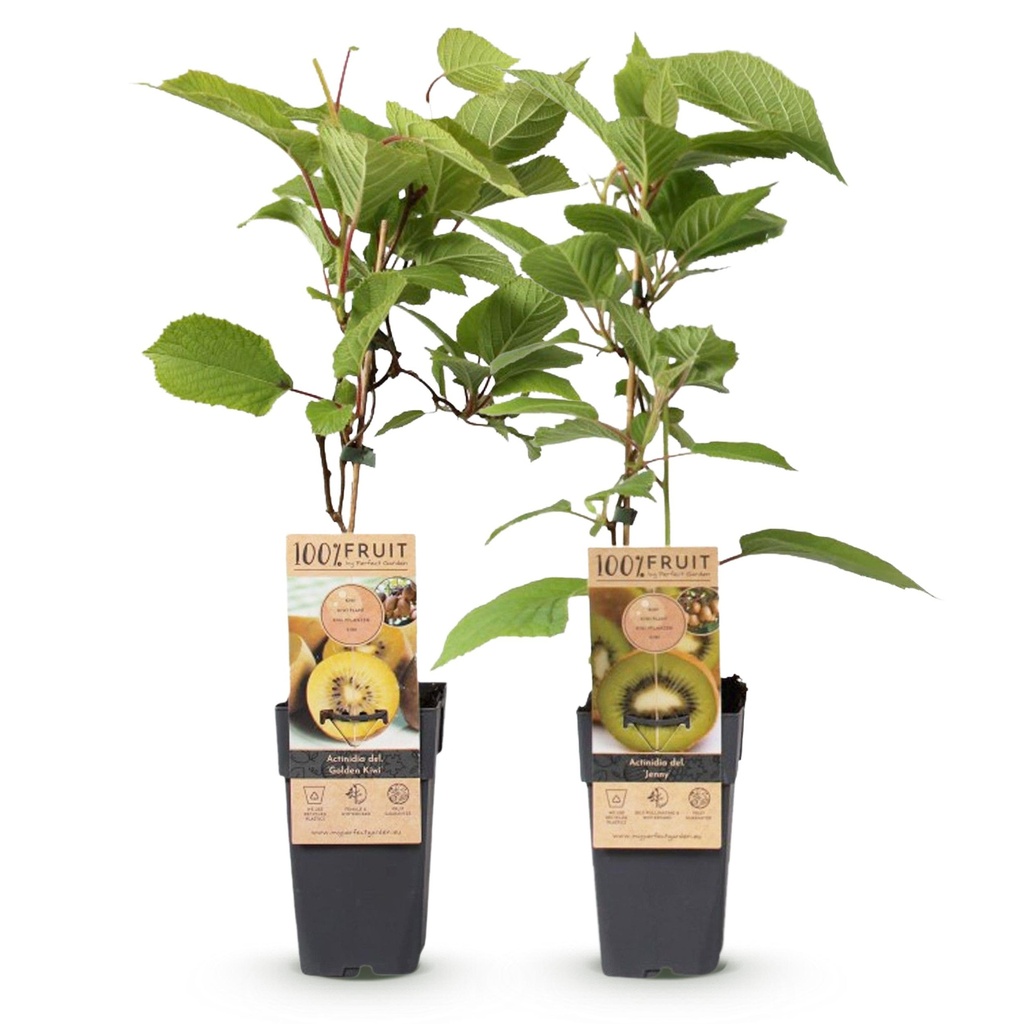 Obstpflanze - Grüne & Gelbe Kiwi - Actinidia deliciosa Jenny & Goldene Kiwi - 2 Pflanzen - Topf 15cm Höhe 50cm