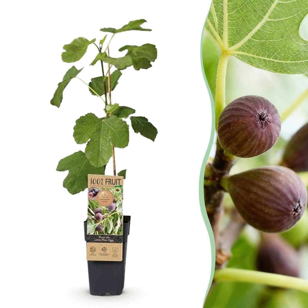 Obstbaum - Ficus caria Little miss Figgy - Feigenbaum - Winterhart - Rote Frucht - 2 Pflanzen - Topf 15cm - Höhe 50cm