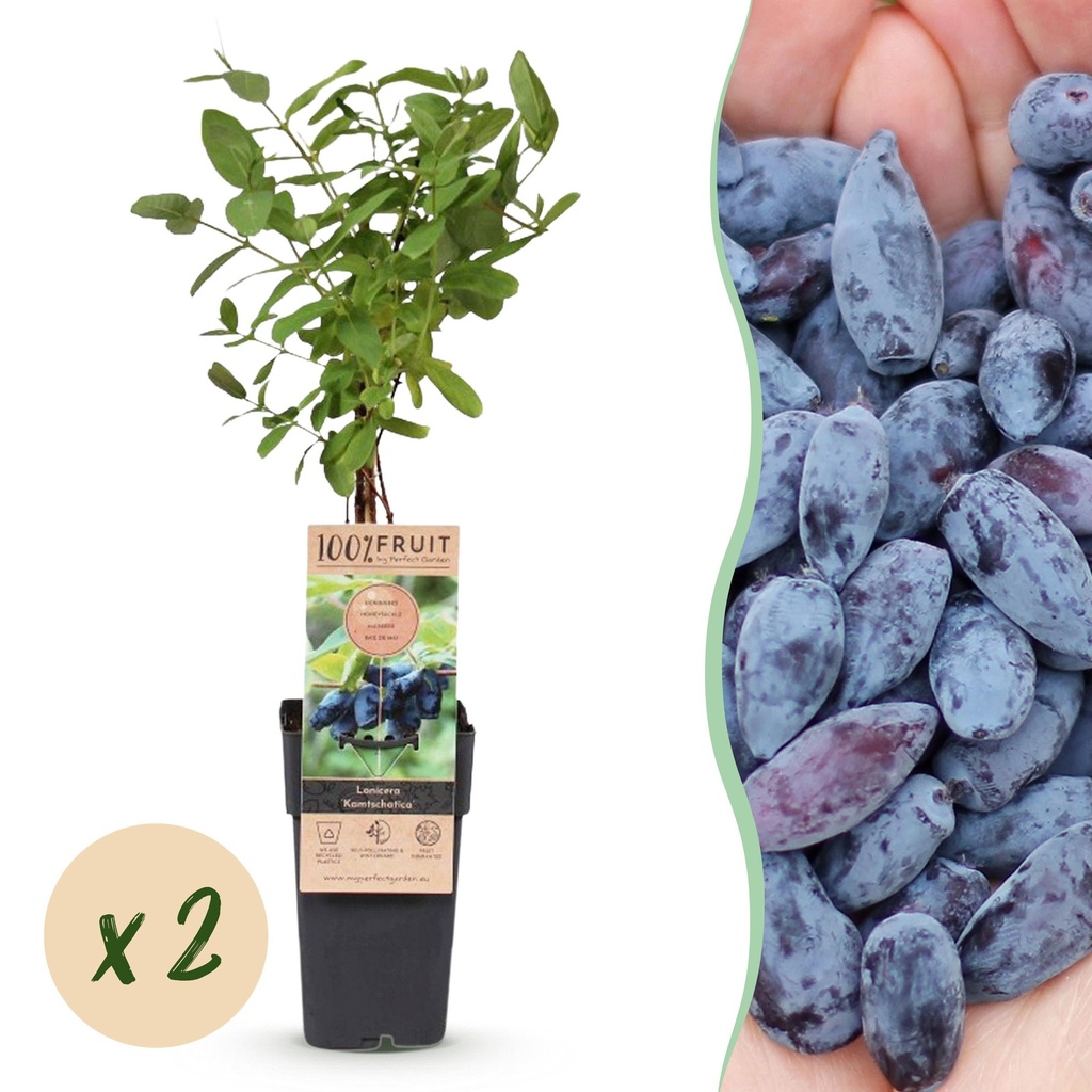 Obstpflanze - Lonicera caerulea Kamchatika - Honigbeere - Winterhart - Blaue Frucht - 2 Pflanzen - Topf 15cm - Höhe 50cm