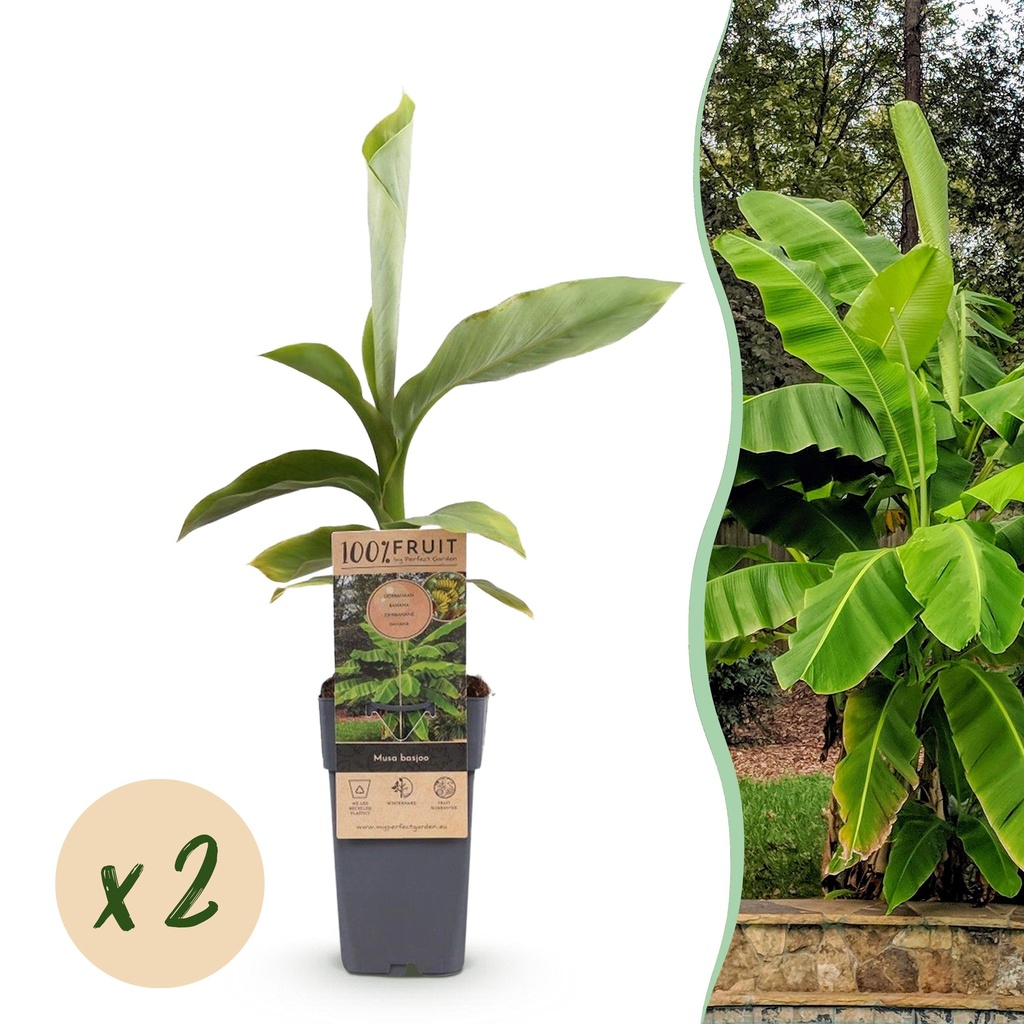 Obstpflanze - Musa Basjoo - Bananenbaum - Winterhart - Grün - 2 Pflanzen - Topf 15cm - Höhe 50cm