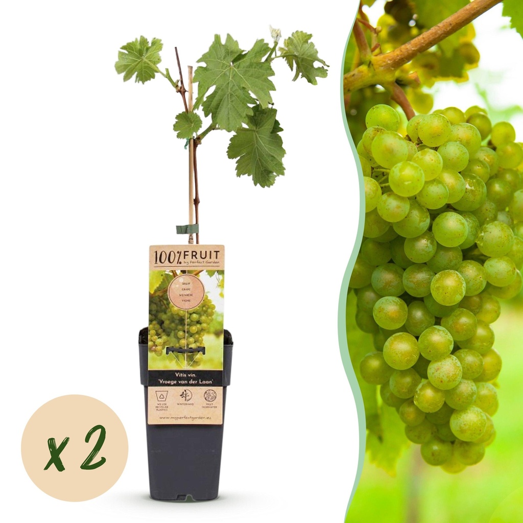 Obstpflanze - Vitis vinifera Vroege van der Laan - Weinrebe - Winterhart - Weiße Traube - 2 Pflanzen - Topf 15cm - Höhe 50cm