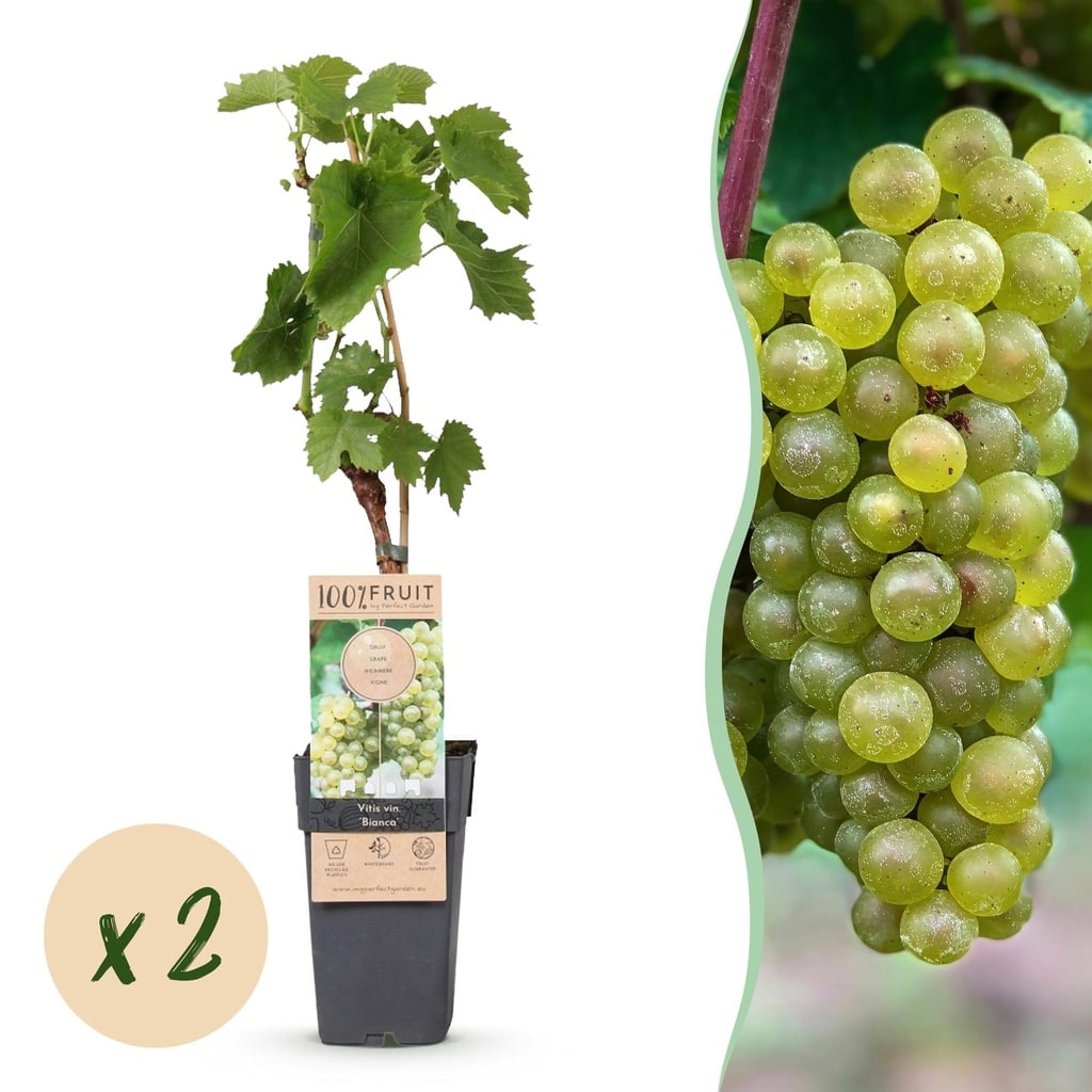 Obstpflanze - Vitis vinifera Bianca - Weinrebe - Veredelt - Weiße Traube - 2 Pflanzen - Topf 15cm - Höhe 50cm