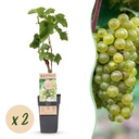 Weintraube (Vitis vinifera) – winterharte Kletterpflanze, Höhe ca. 15 cm