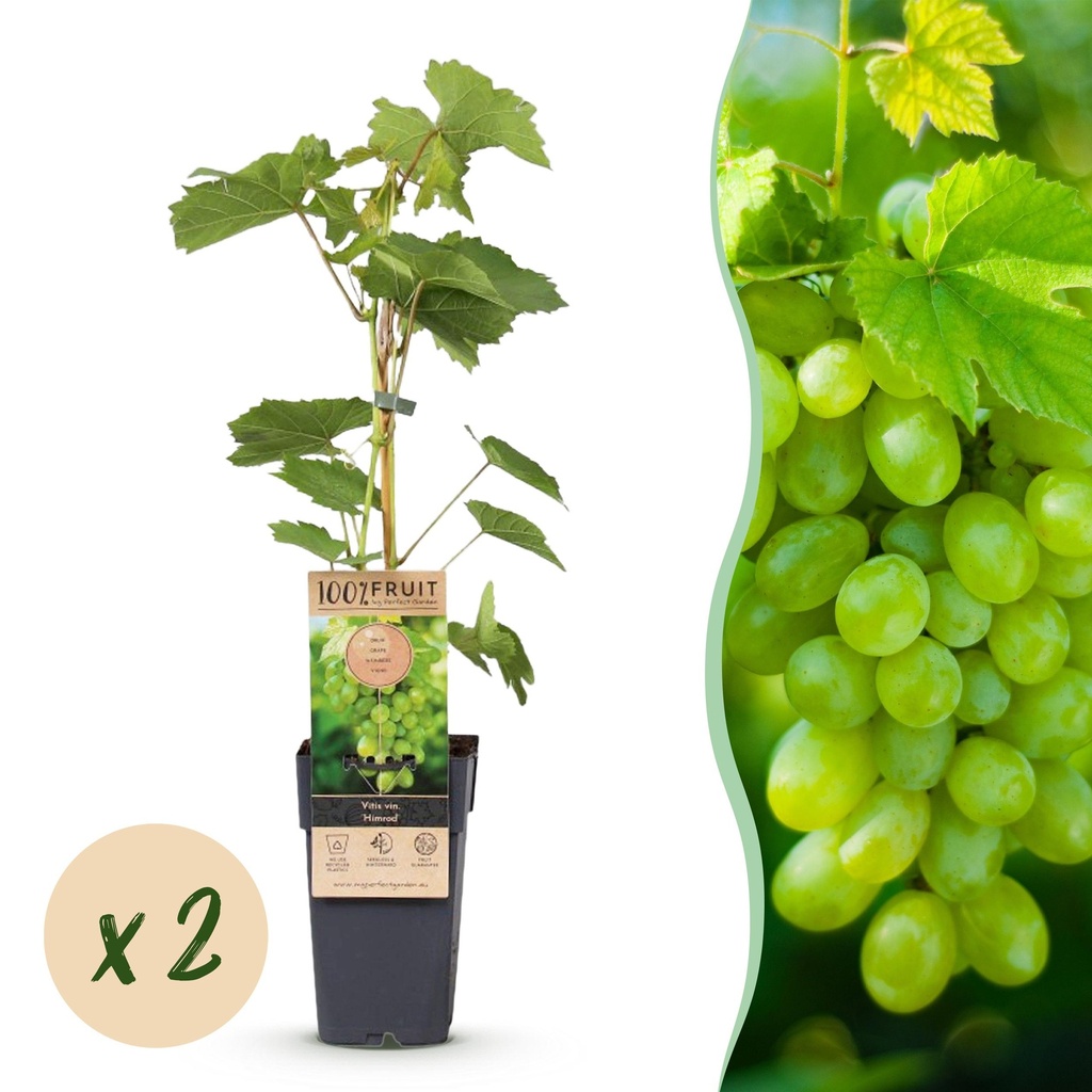 Obstpflanze - Vitis vinifera Himrod - Weintraubenpflanze - Kernenlos - Weiße Traube - 2 Pflanzen - Topf 15cm - Höhe 50cm