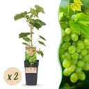 Weinrebe (Vitis vinifera) – winterharte Kletterpflanze, Höhe ca. 15 cm