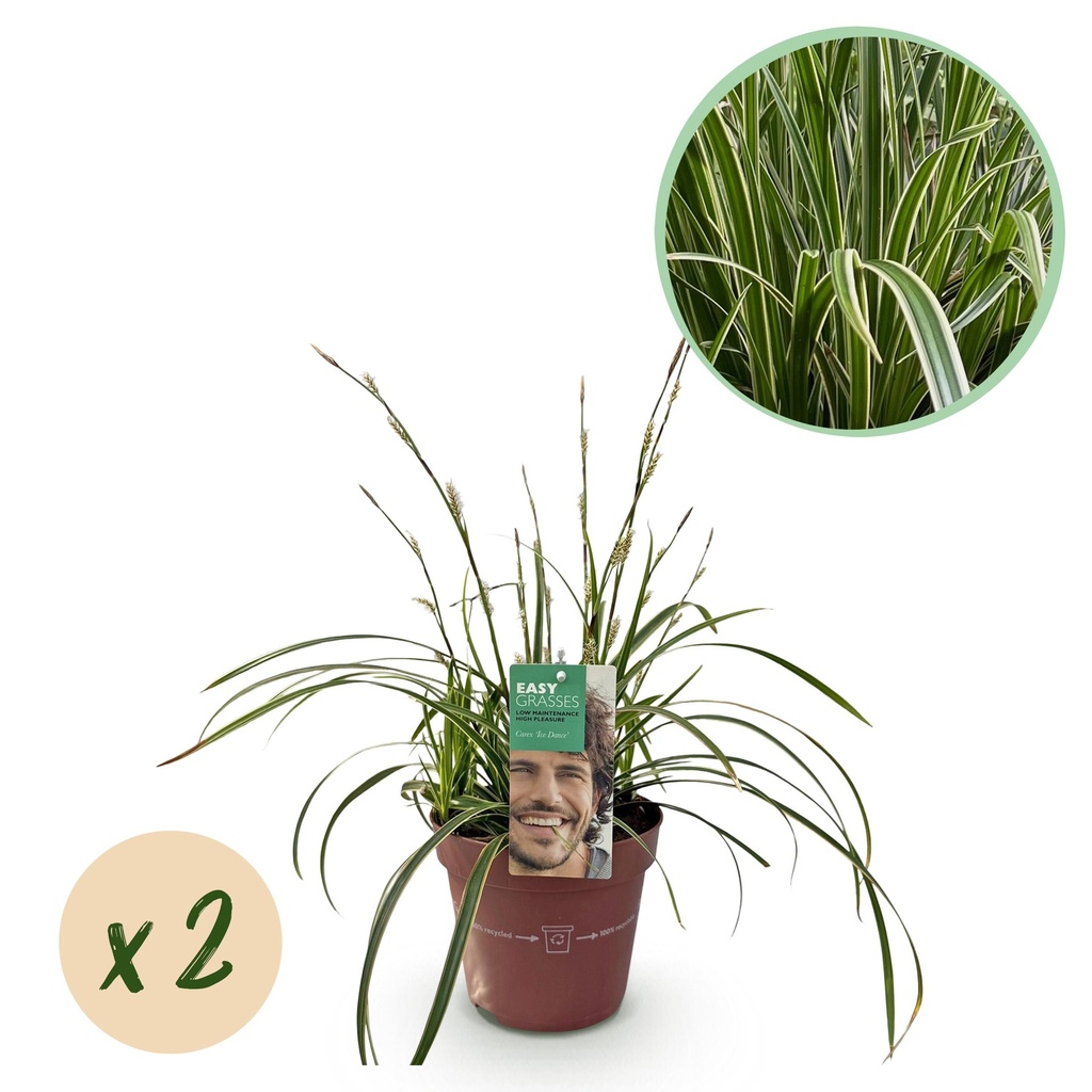 Ziergräser - Carex morrowii Ice Dance - Weiß & Grün - 2 Pflanen - Immergrüen - Wenig Pflege - Topf 17cm Höhe 50cm