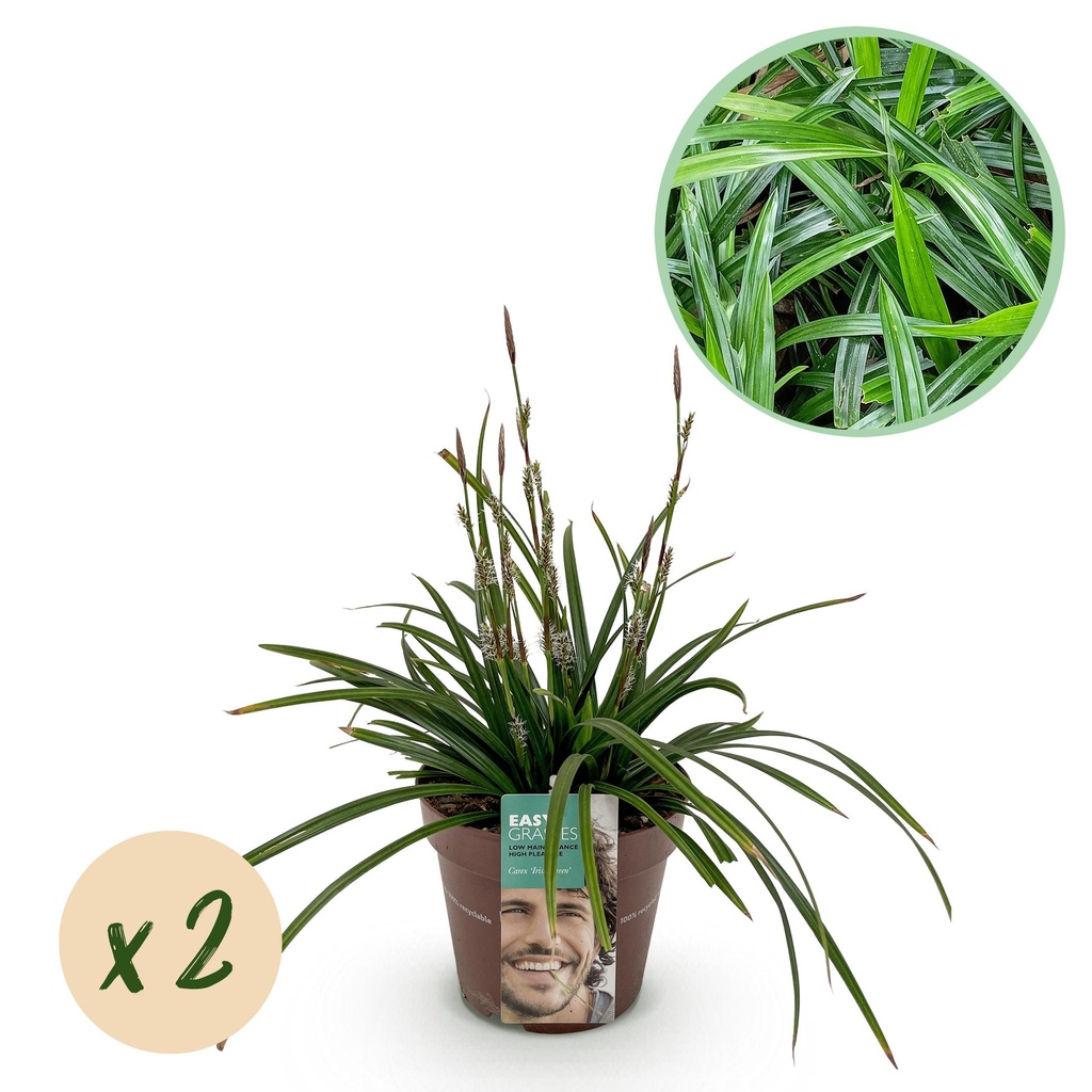 Ziergräser - Carex morowwi Irish Green - Grün & Gelb - 2 Pflannzen - Immergrün - Pflegeleicht - Topf 17cm Höe 50cm