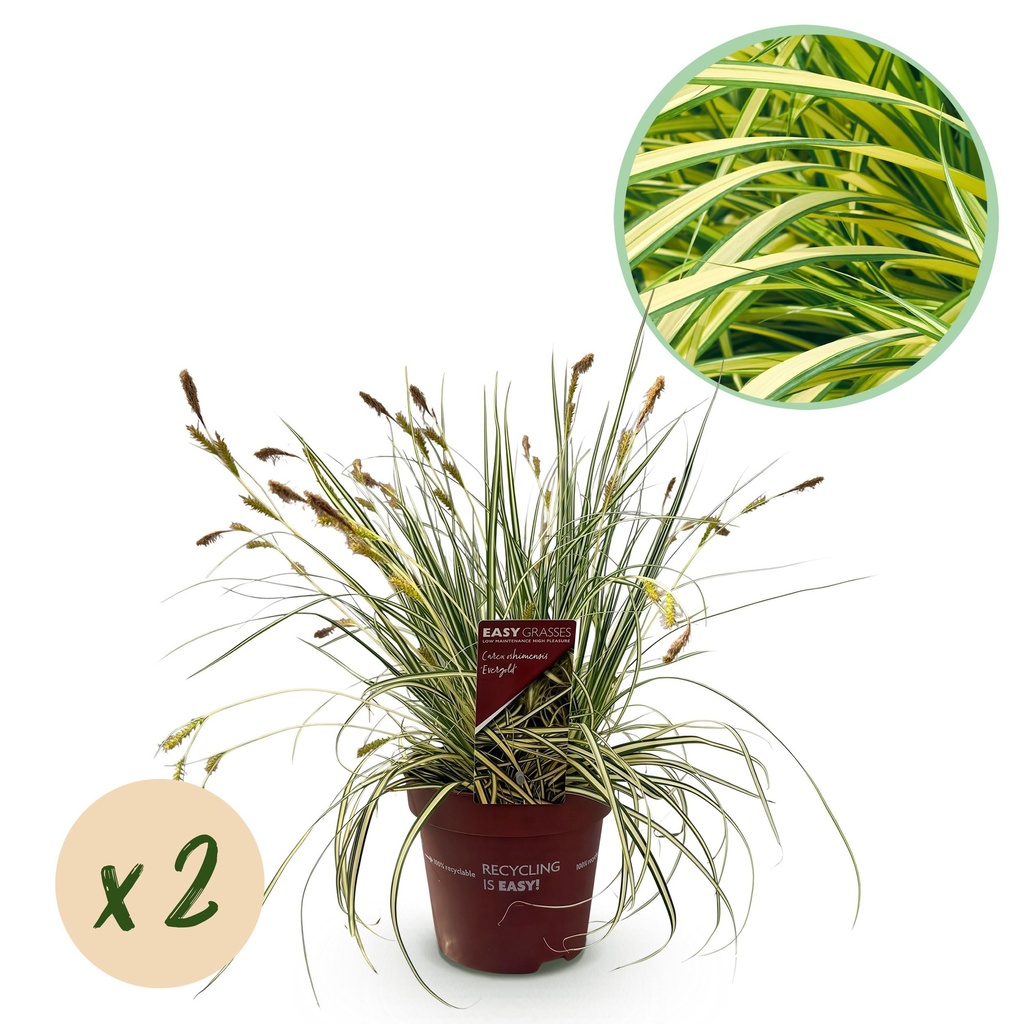 Ziergräser - Carex oshimensis Evergold - Gelb & Grün - 2 Pflanzen - Immergrün - Wenig Pflege - Topf 17cm Höhe 50cm
