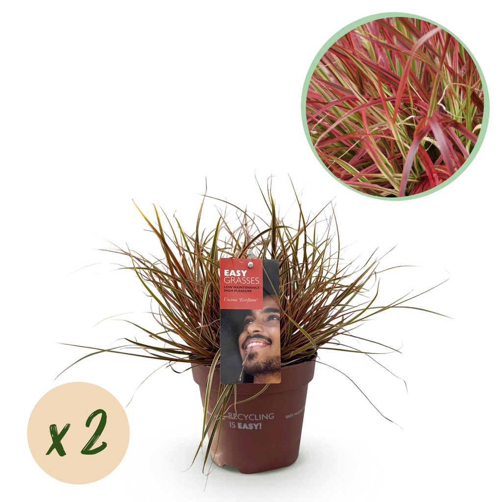Ziergräser - Uncinia rubra Everflame - Rot - 2 Pflanzen - Immergrün - Wenig Pflege - Topf 17cm Höhe 50cm
